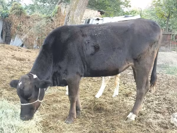Koe, Swiss cattle