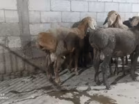 Beran, Hissar sheep — foto 8