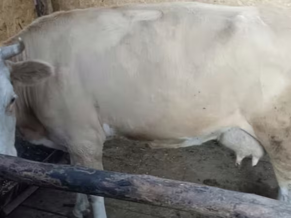 ላም, Latvian Blue cattle