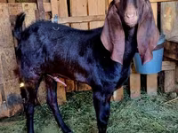 بز نر, Kamori goats — عکس 3