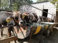 Banteng, Cattle — foto 6