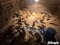 Ducks — عکس 2