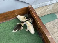 Ducks — عکس 4