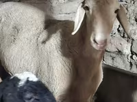 Ram, Karakul sheep — foto 2