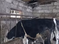 Taureau, Russian Black pied cattle — photo 8