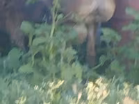Beran, Arashan sheep — foto 4