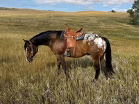 ม้าตัวผู้, Horses of Sable Island — รูปภาพ 3