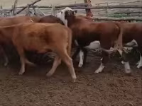 Կով, Latvian Blue cattle — լուսանկար 5
