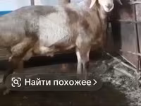 Berbec, Arashan sheep — foto 7