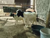 بز ماده, بز — عکس 1