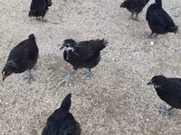 Chickens — عکس 3