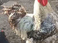 Chickens — foto 1