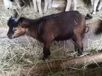 Kozioł, Kozy — zdjęcie 5