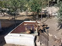 Ducks — foto 3