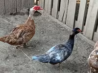 Ducks — 照片 3