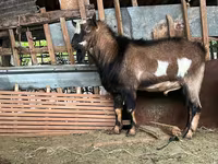 بز نر, Alpine goat — عکس 6