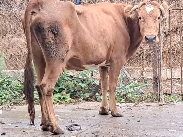 Mucca, Bovini