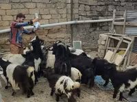 بز ماده, بز — عکس 1