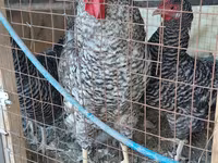 Chickens — عکس 2