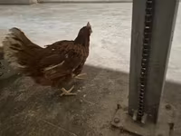 Chickens — fotografija 1
