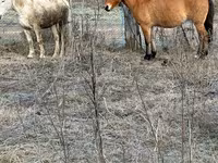 Үнээ, Russian Black pied cattle — 3 зураг