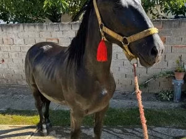 گھوڑا, Nonius horse