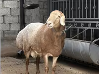 Bélier, Arashan sheep — photo 2