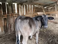 Dibi, Swiss cattle — sawirka 2
