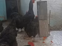 Chickens — foto 8
