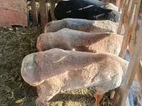 Montone, Edilbay sheep — foto 1