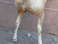 Kambing jantan, Arashan sheep — foto 3