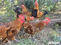Chickens — ፎቶ 1