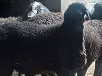 ஆண் ஆடு, ஆடுகள் — புகைப்படம் 3