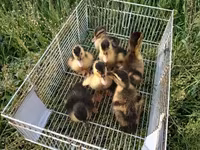 Német Pekin — 5. fotó