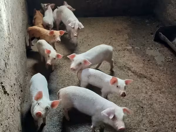 Cerda, Cerdos