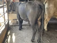 ወንድ በሬ, Swiss cattle — ፎቶ 3