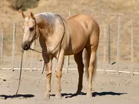 公马, Quarter Horse — 照片 3
