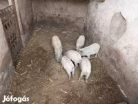 Domuzlar (parti, cinsiyet belirtilmedi), Мангалица — foto 2