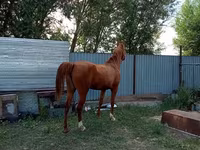பெண் குதிரை, Arabian horse — புகைப்படம் 3