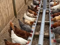 Chickens — foto 5