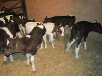 ወንድ በሬ, Russian Black pied cattle — ፎቶ 4