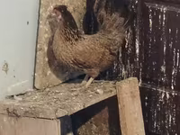 Chickens — الصورة 4