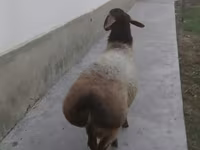 Ram, Sheep — photo 1
