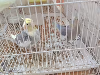 Nimfa (cockatiel) cütlüyü 0507335513 whatsapp - Növ: Nimfa — عکس 2