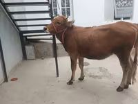 Cow, Cattle — photo 5