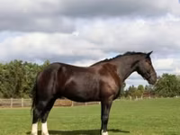 Kůň, Percheron — foto 1