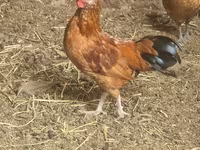 Chickens — foto 2