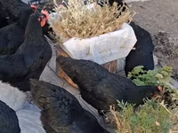 Chickens — عکس 2