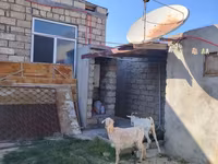 بز ماده, Saanen goat — عکس 3