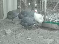 Guinea fowl — 写真 2